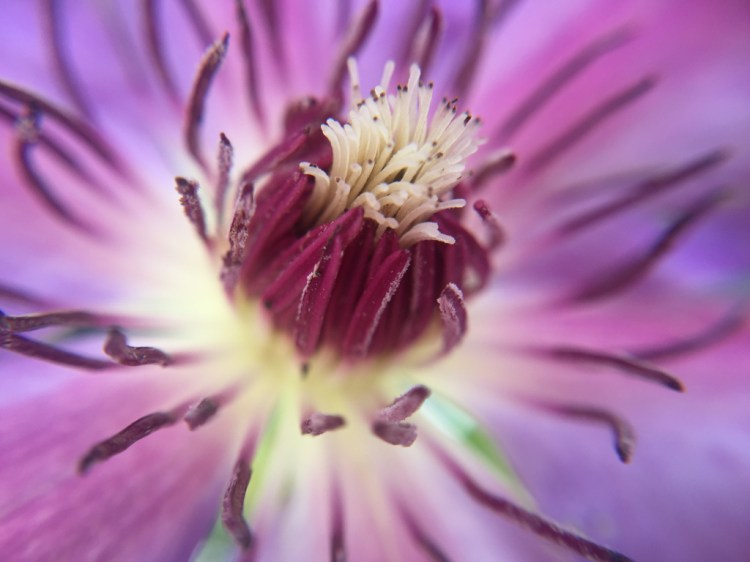 Unrivaled beauty. Photo by Jaklyn Larsen